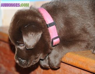 Chiots Labrador LOF