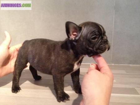 Chiot de type bouledogue français a adopter
