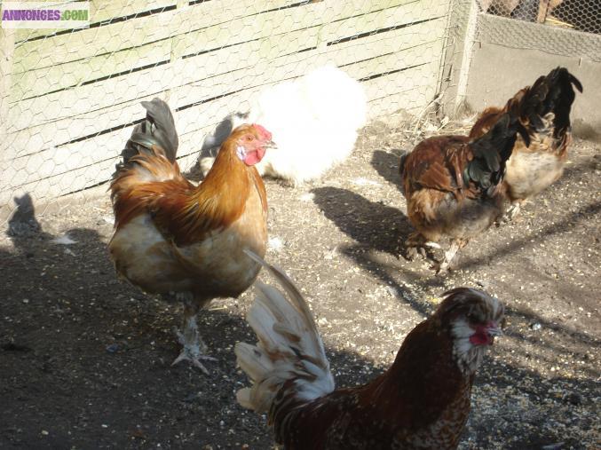 Vends ou echange coqs nains