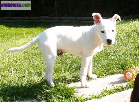 JERICHO chiot DOGUE ARGENTIN‏