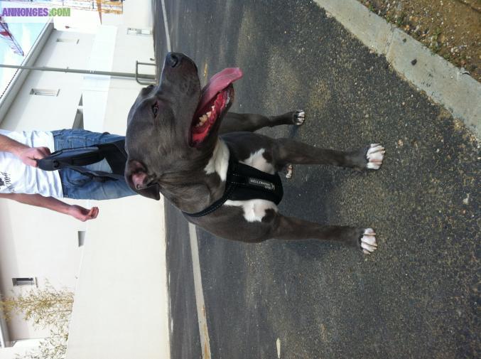 Americain staff au LOF