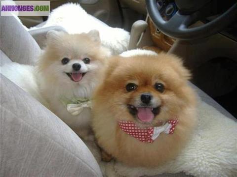 Superbes SPITZ Pom Pure Race LOF