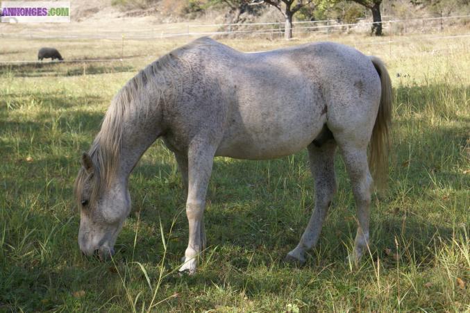 Vend cheval espagnol