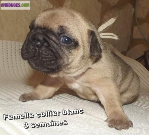  A donner Femelles fauves de type Bouledogue Français