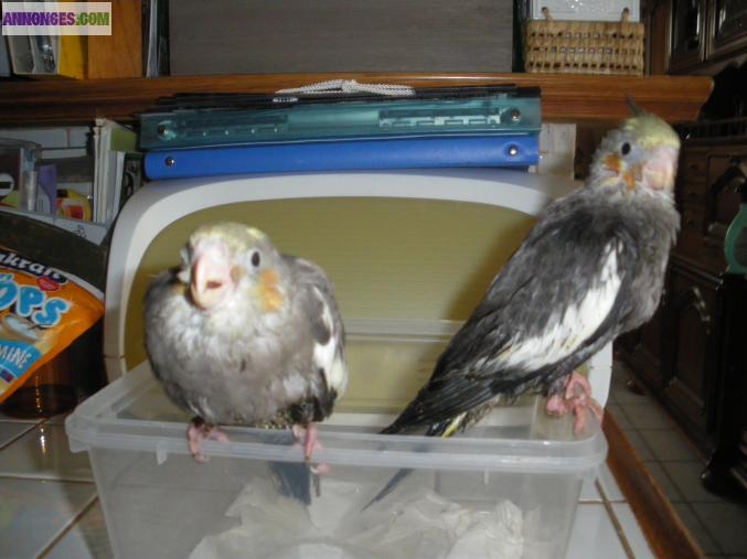 Perruche calopsitte  EAM apprivoisee