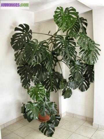 Philodendron
