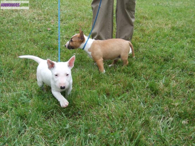 Chiots bull terrier standard lof 