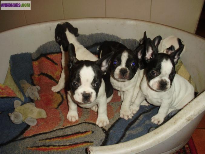Chiots types bouledogues