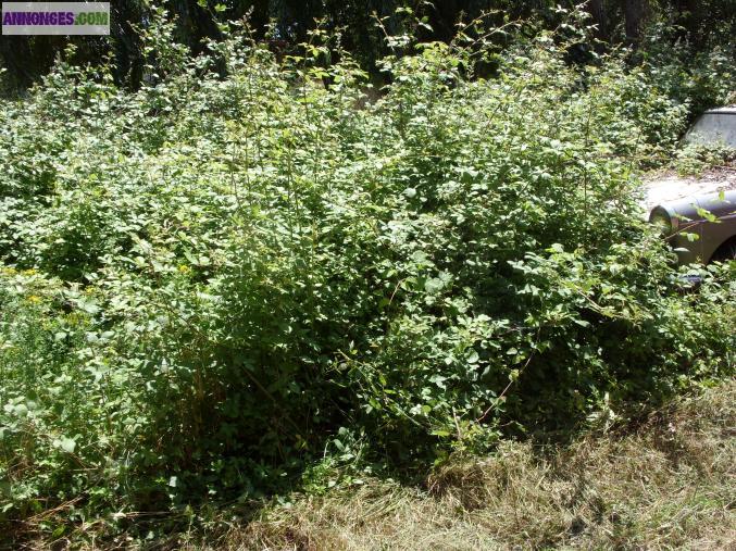 Coupe d'arbre debroussaillage de terrains