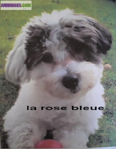 Type coton de tulear a réserver non lof