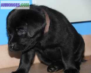 Chiots de type Labrador non lof