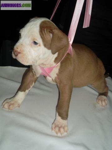 Chiots americain staff rednose pucé  DISPONIBLE DE SUITE