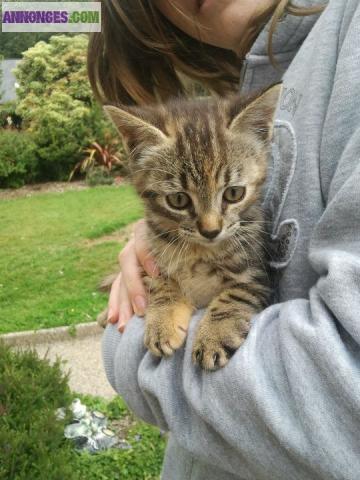 Donne Chatte de deux mois type Maine Coon