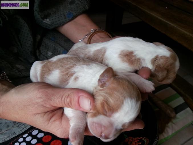 Chiots epagneul breton inscrit lof