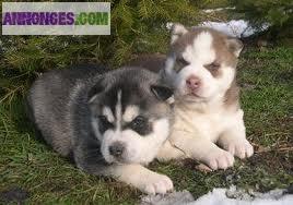 Chiot de type husky Sibérien à reserver
