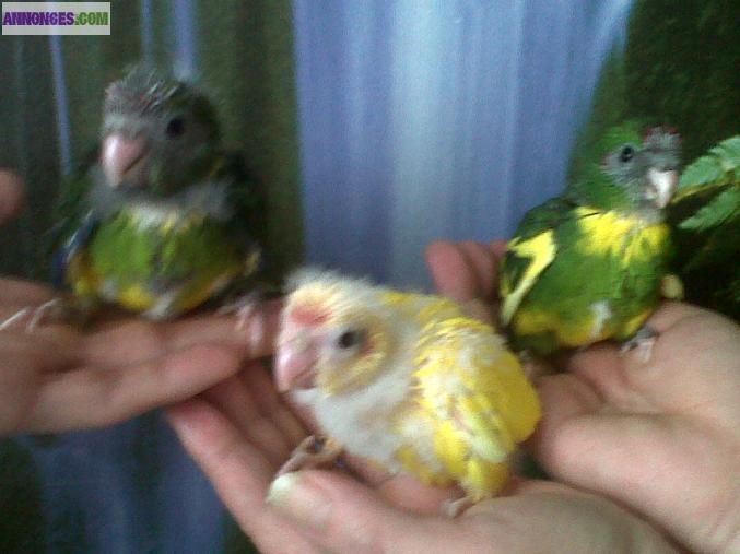 Cède mini perroquet.