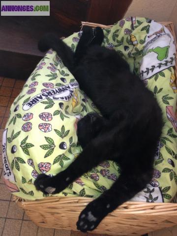 Silk chaton noir mâle de 10 mois non LOOF