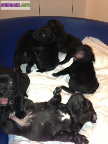 Chiots staffordshire bull terrier (staffie)