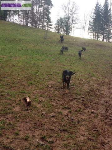 5 CHIOTS BEAUCERONS non LOF