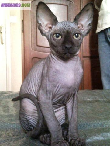 Chaton sphynx