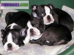 Chiots type boston terrier non lof