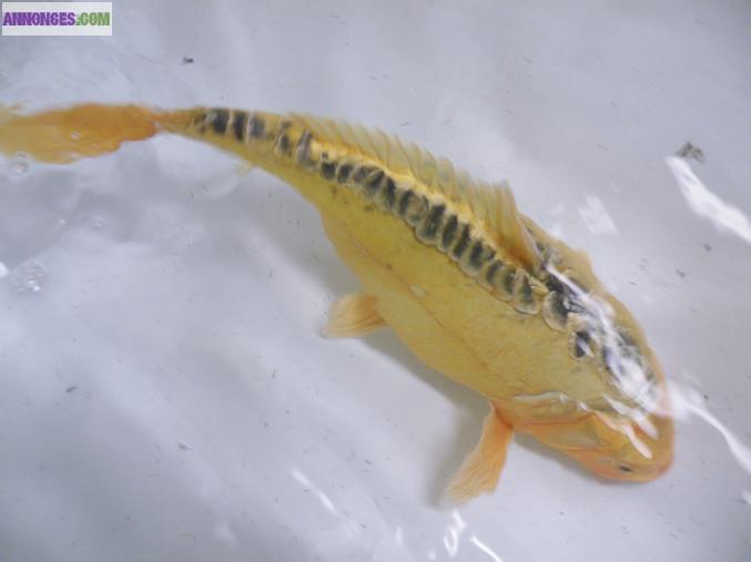 Carpes Koïs