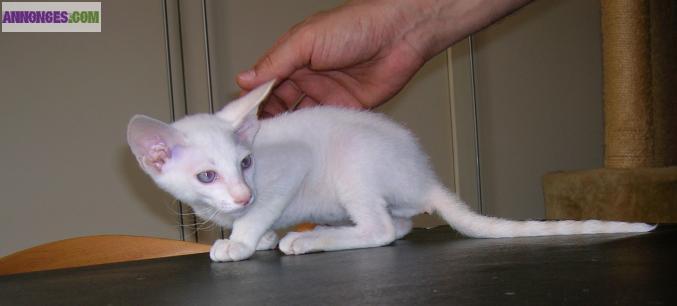 SPHYNX PETERBALD chaton mâle disponible (:Siamois/Oriental nu,velours,brush)