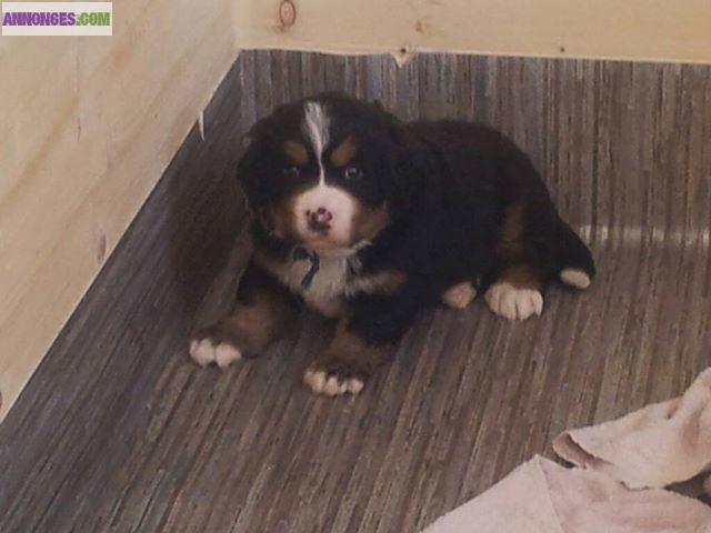 Chiots bouviers bernois lof