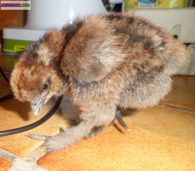 Poule soie a retenir pour aôut