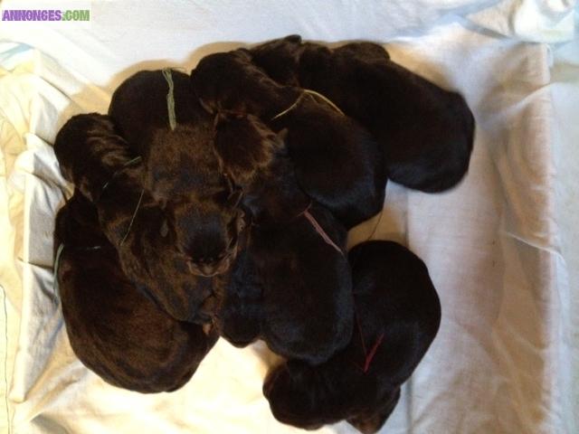 A reserver chiots beauceron