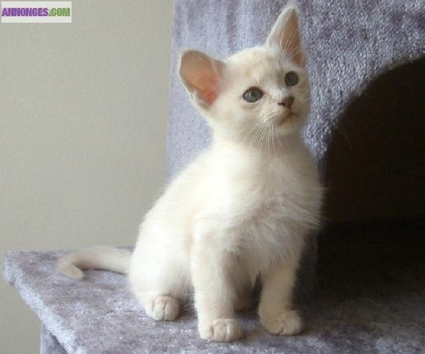 Chatons TONKINOIS LOOF