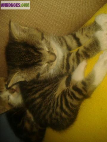 CHATONS A DONNER