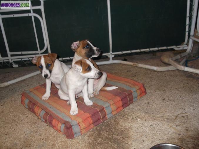 Chiots type Jack Russel