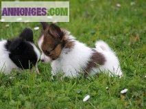 Epagneul Nains Continental Papillon non LOF