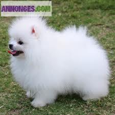 Chiots de type pomeranian spitz nain non l.o.f