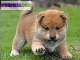 Chiots de type shiba inu a adopter