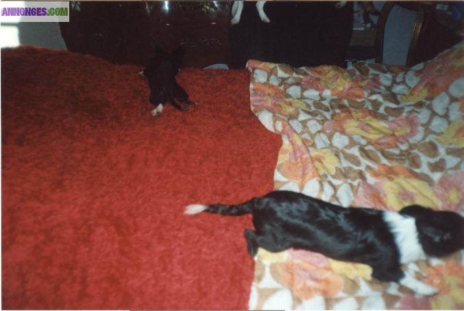 Chihuahuas pure race