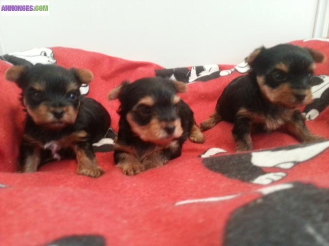 À réserver bébés type Yorkshire mini toy