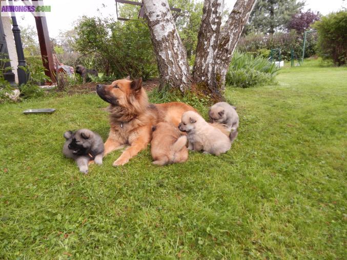 MAGNIFIQUES CHIOTS EURASIERS