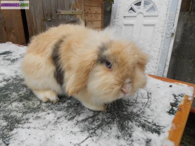 Lapin bélier