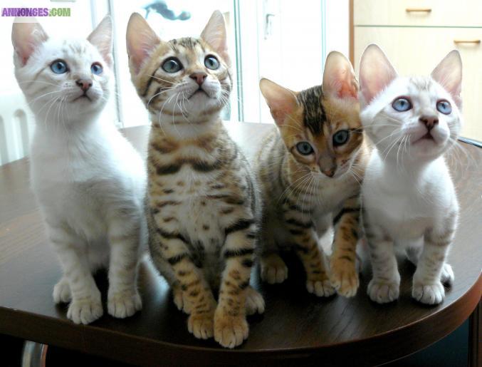 4 Chatons Bengal à réserver