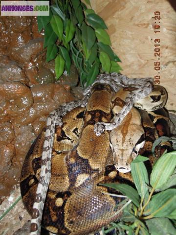 Serpent Boa juvenile