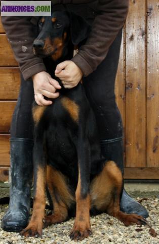 Femelle dobermann L.O.F