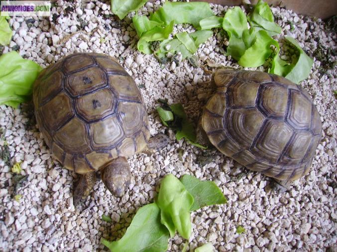 Tortues terrestre