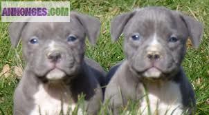 Chiots American Bullies