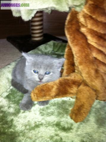 Chatons type Chartreux