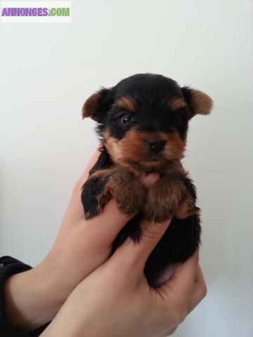 À réserver bébés type Yorkshire mini toy
