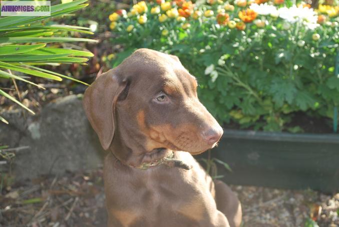 Dobermann exc origines