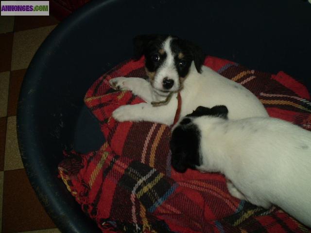 Chiots de type Jack Russel