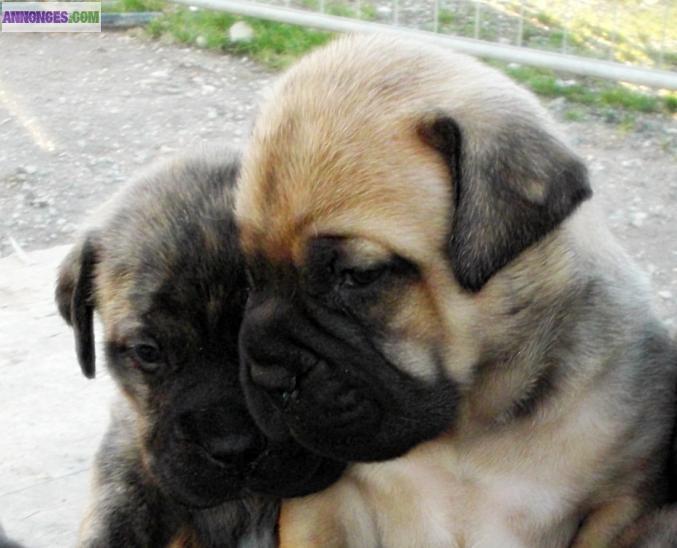 Neuf splendide,vigoureux Bullmastiff chiots, LOF